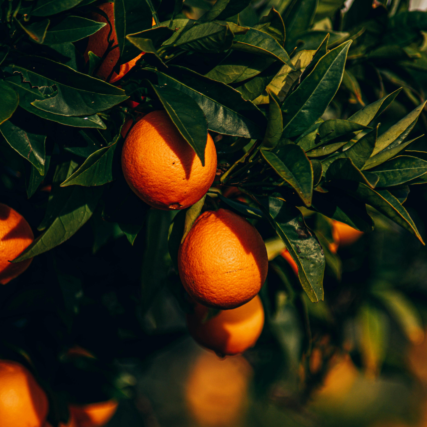 Body Oil · Orange & Neroli - 250ml